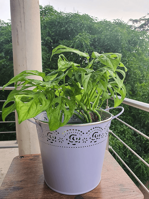 Maceta metalica diseño  orilla calada grande $17.000