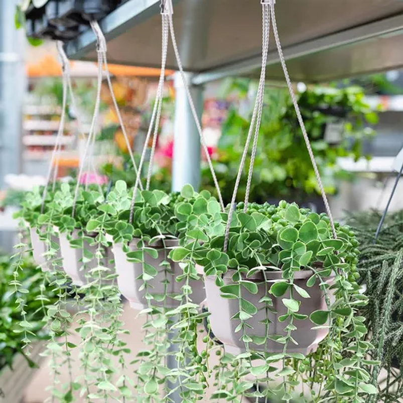 Maceta Plantas Plástica Colgante x10 Unidades Suculentas Cactus 6