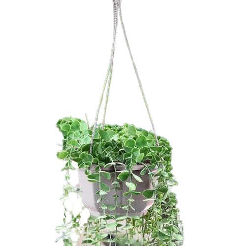 Maceta Plantas Plástica Colgante x10 Unidades Suculentas Cactus 4