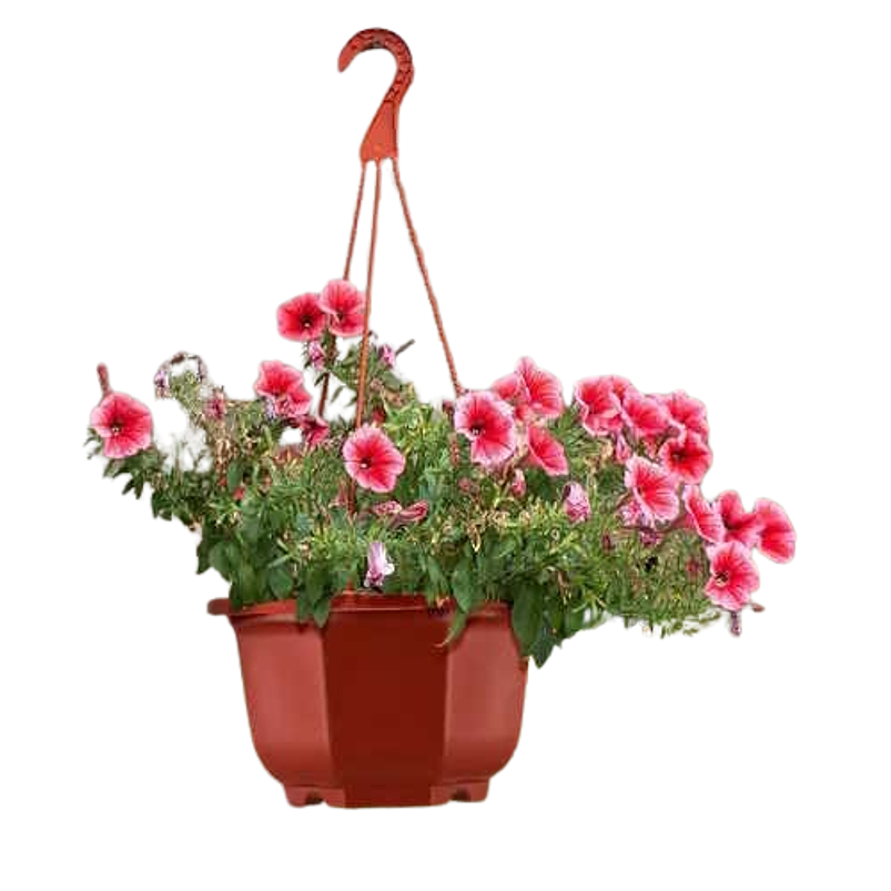 Maceta Plantas Plástica Colgante x1 Unidad Suculentas Cactus 3