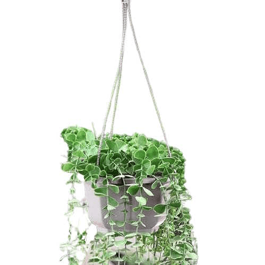 Maceta Plantas Plástica Colgante x1 Unidad Suculentas Cactus 4