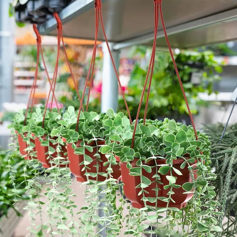 Maceta Plantas Plástica Colgante x5 Unidades Suculentas Cactus 13