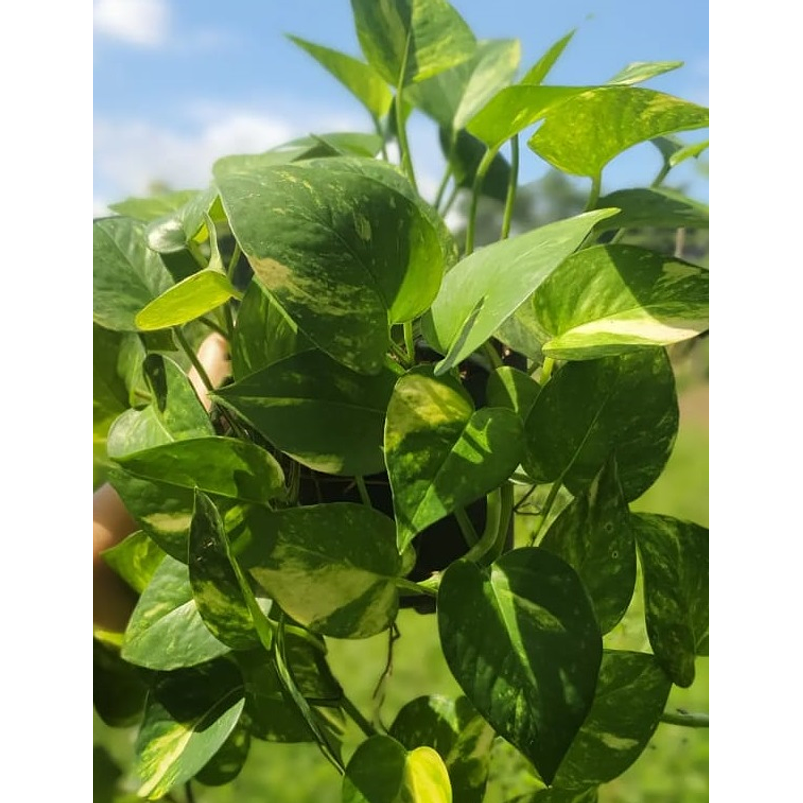 Miami En Maceta Tipo Vivero Más Sustrato 3