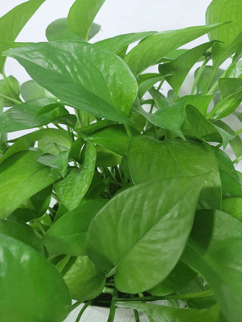 Miami En Maceta Tipo Vivero Más Sustrato