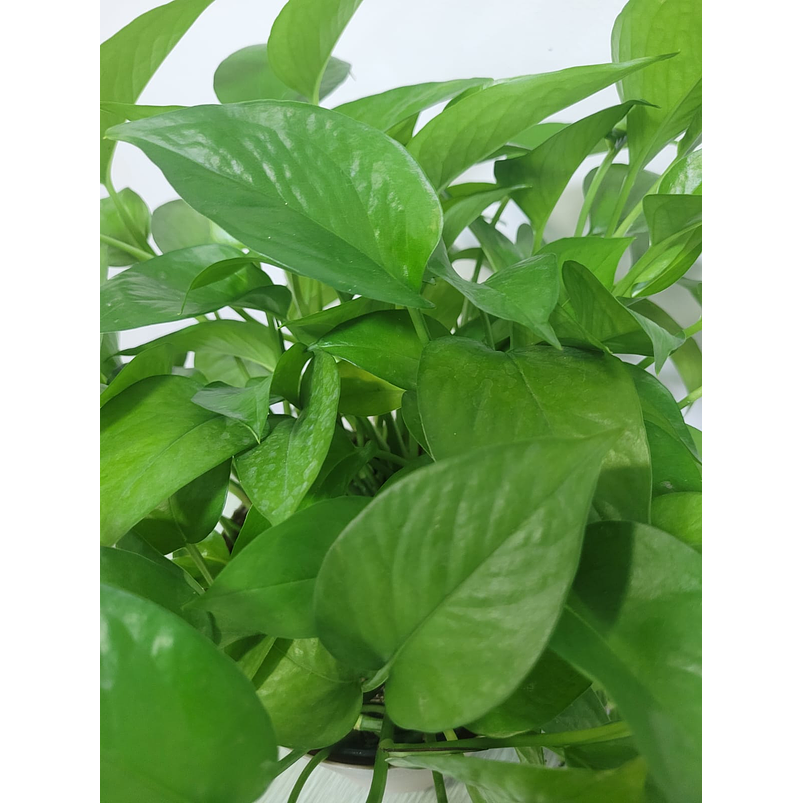 Miami En Maceta Tipo Vivero Más Sustrato 2