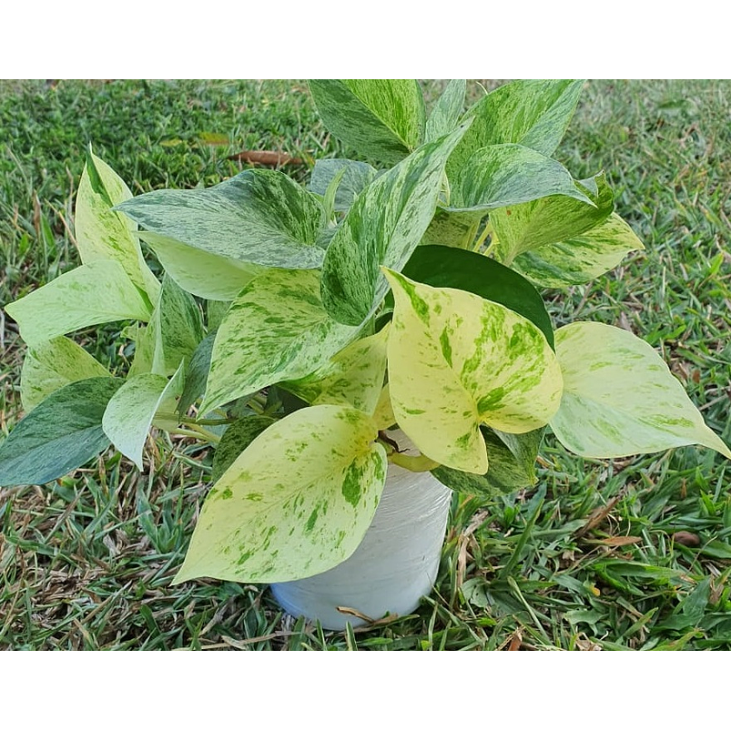 Miami En Maceta Tipo Vivero Más Sustrato 5