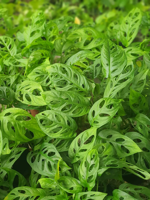 Miami Hoja Rota En Maceta Tipo Vivero Más Sustrato