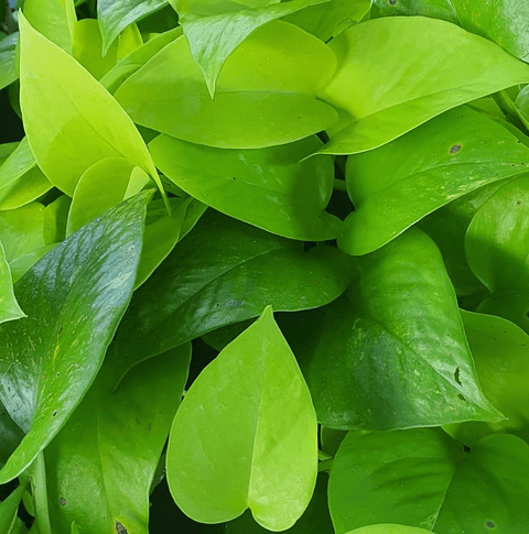 Miami Neón En Maceta Tipo Vivero Más Sustrato