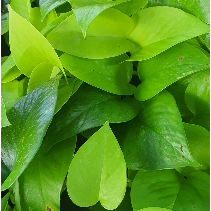 Miami Neón En Maceta Tipo Vivero Más Sustrato 2