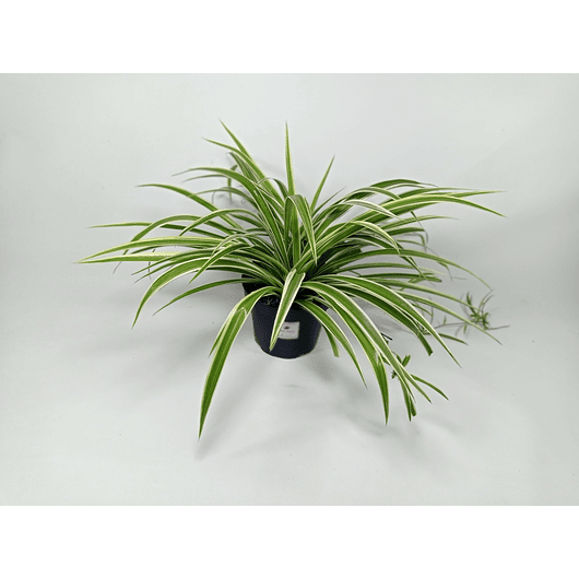 Cinta Más Sustrato Orgánico Más Maceta Vivero 2