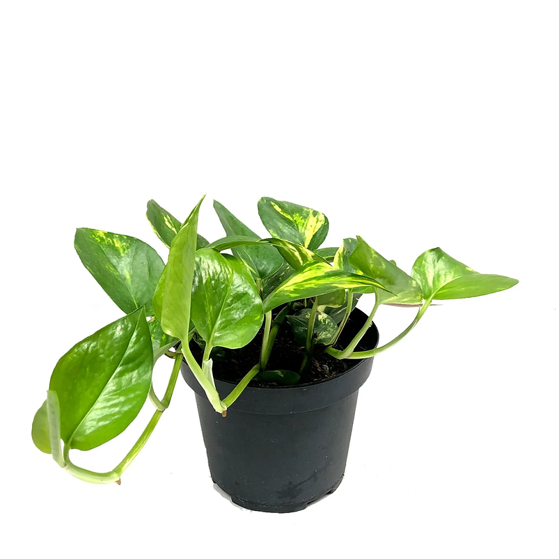 Miami En Maceta Tipo Vivero Más Sustrato 1