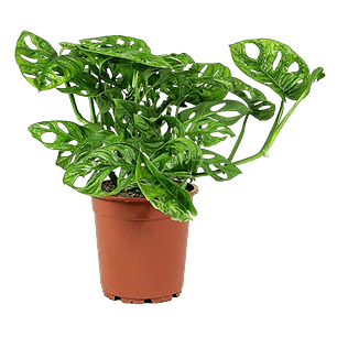 Miami Hoja Rota En Maceta Tipo Vivero Más Sustrato