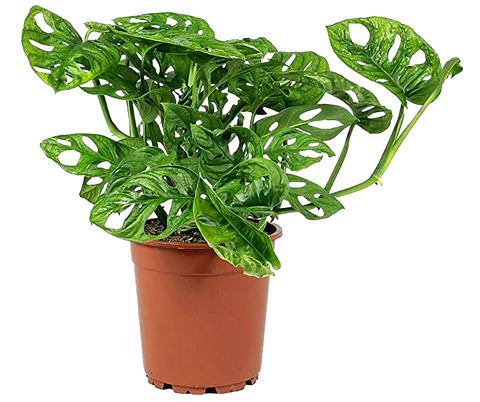 Miami Hoja Rota En Maceta Tipo Vivero Más Sustrato