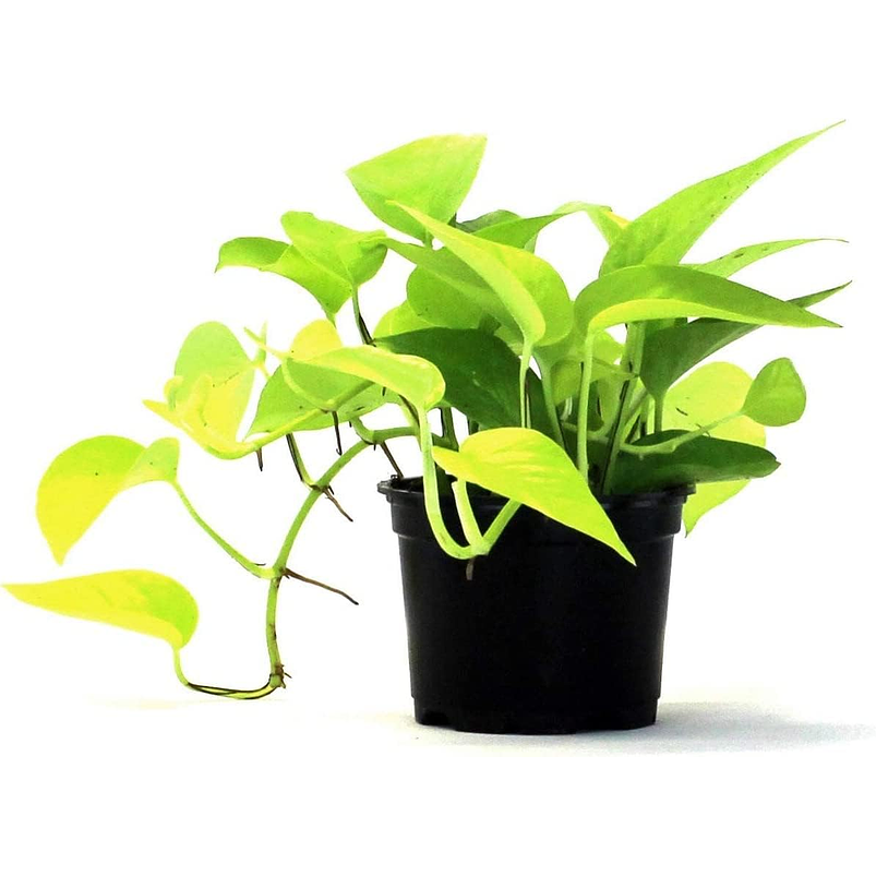 Miami Neón En Maceta Tipo Vivero Más Sustrato 5