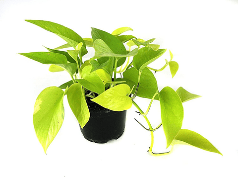 Miami Neón En Maceta Tipo Vivero Más Sustrato