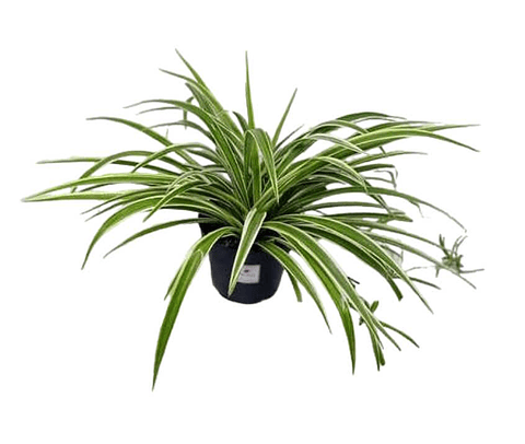 Cinta Más Sustrato Orgánico Más Maceta Vivero