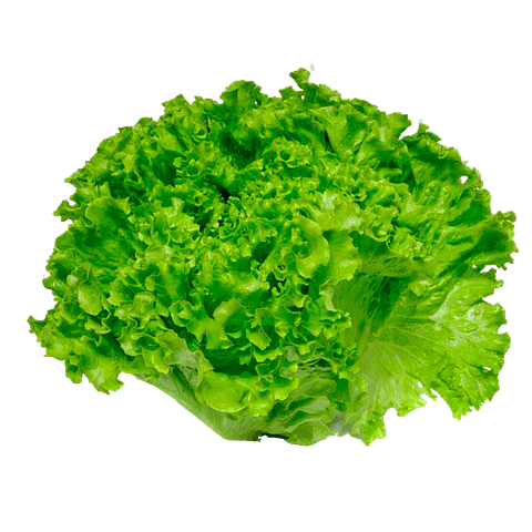 Semillas Hortaliza Siembra Lechuga Batavia Sobre 99% Pureza