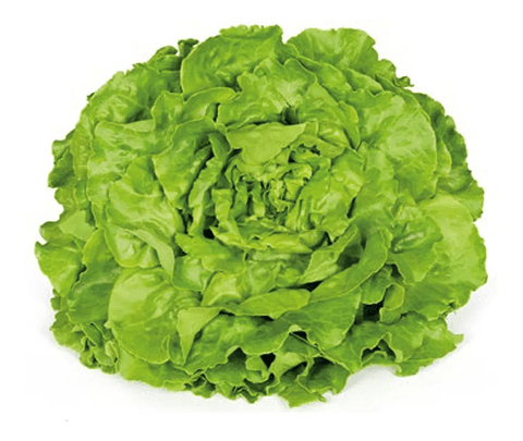 Semillas Hortalizas Lechuga White Boston Sobre 99% Pureza