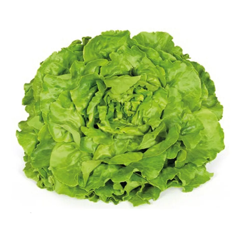 Semillas Hortalizas Lechuga White Boston Sobre 99% Pureza 1