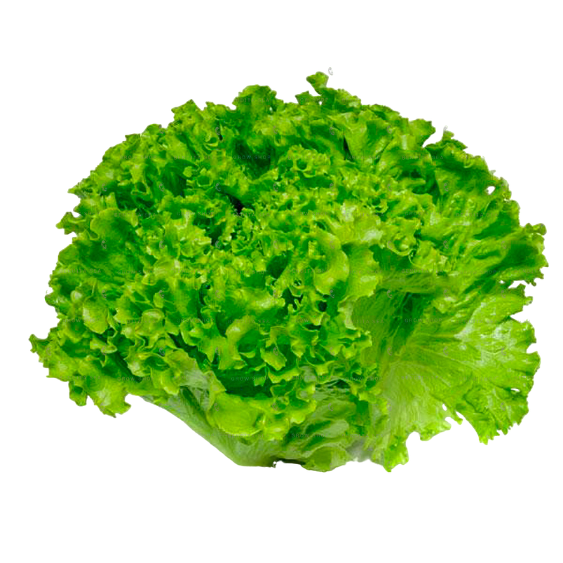Semillas Hortalizas Lechuga Batavia Sobre x25gr 99% Pureza 1