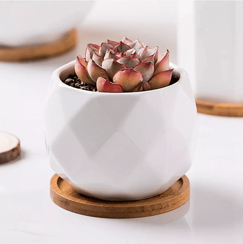 Maceta Cerámica 6cm Diam x 6cm Alto más plato En Bambu Premium Rombos Blanco