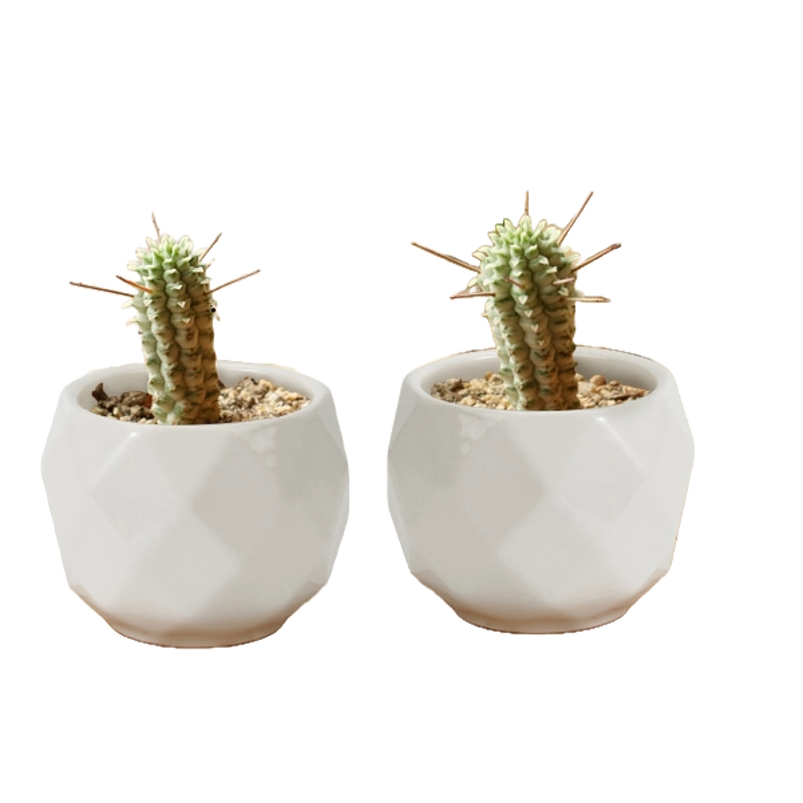 Maceta Ceramica 10cm Diam x8cm Alto más plato En Bambu Premium Rombos Blanco 4