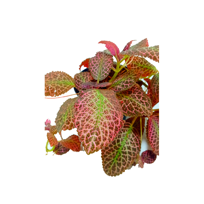 Episcia Cupeatra Más Sustrato Orgánico Más Maceta Vivero 1