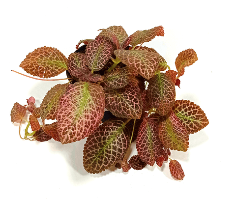 Episcia Cupeatra Más Sustrato Orgánico Más Maceta Vivero