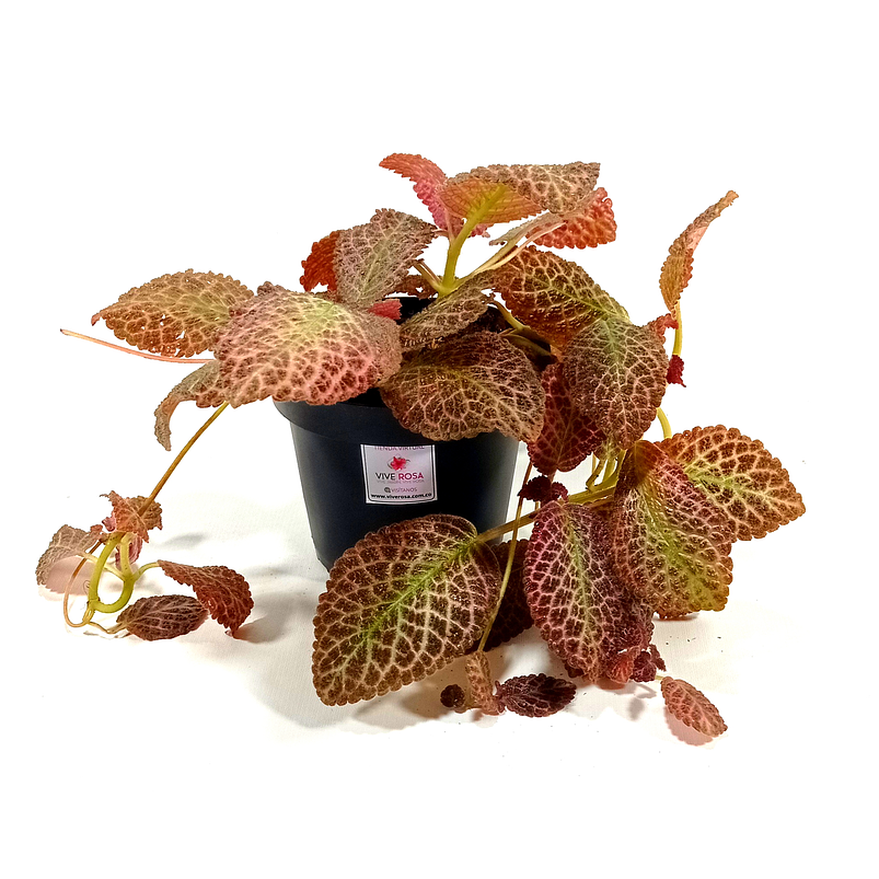 Episcia Cupeatra Más Sustrato Orgánico Más Maceta Vivero 3