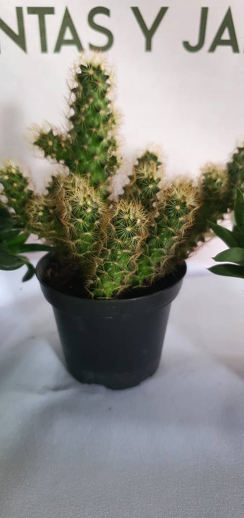 Cactus y Suculenta En Maceta Tipo Vivero P7