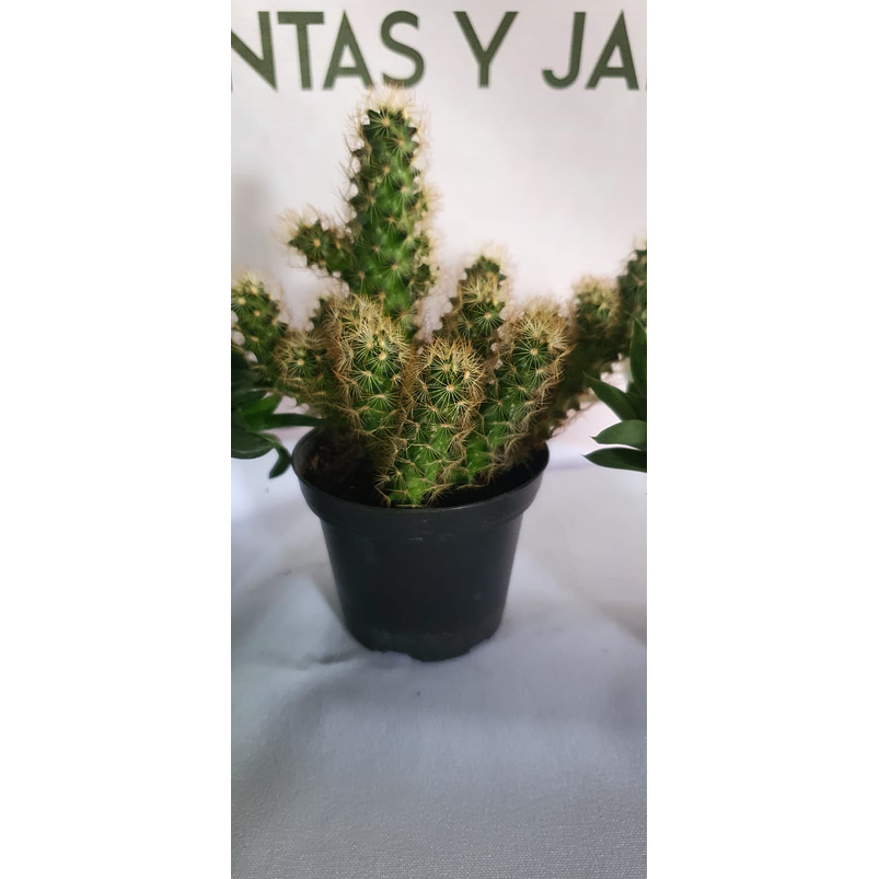 Cactus y Suculenta En Maceta Tipo Vivero P7 2