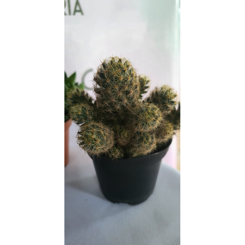 Cactus y Suculenta En Maceta Tipo Vivero P7 3