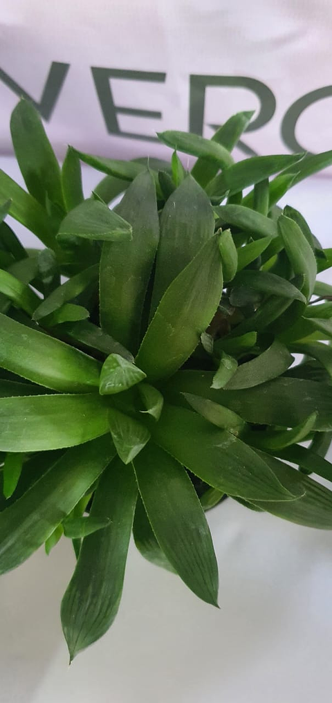 Cactus y Suculenta En Maceta Tipo Vivero P7