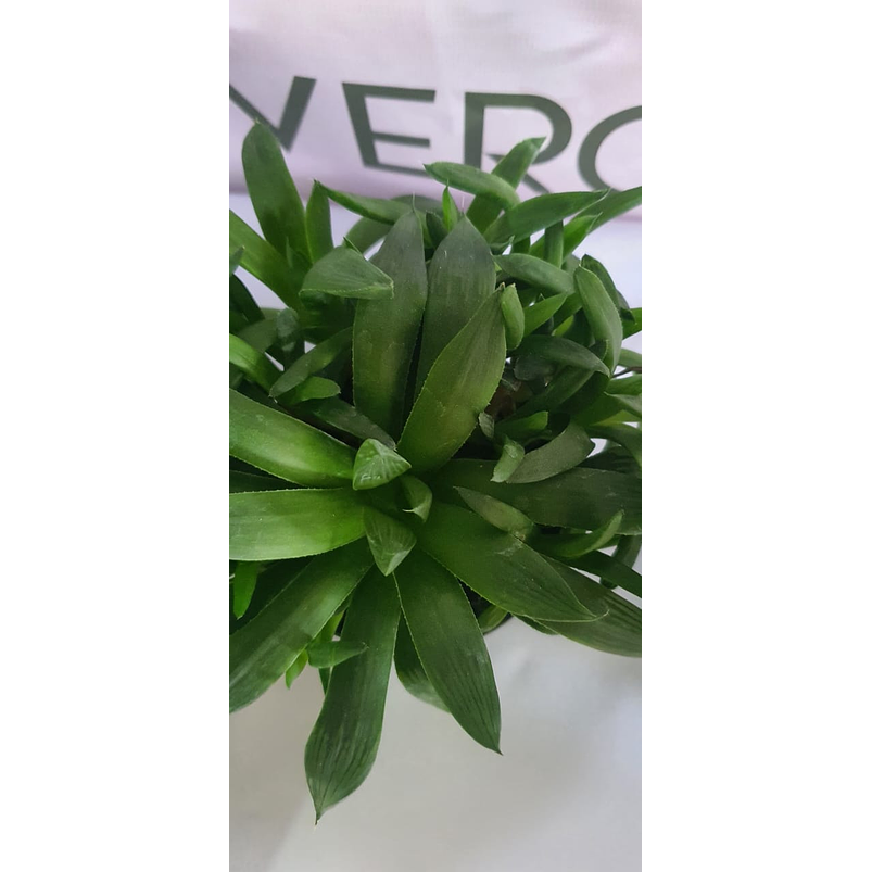 Cactus y Suculenta En Maceta Tipo Vivero P7 1