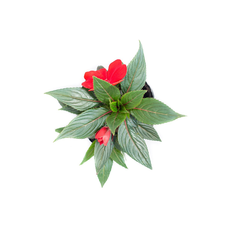 Besitos Planta Natural Ornamental mas sustrato 3