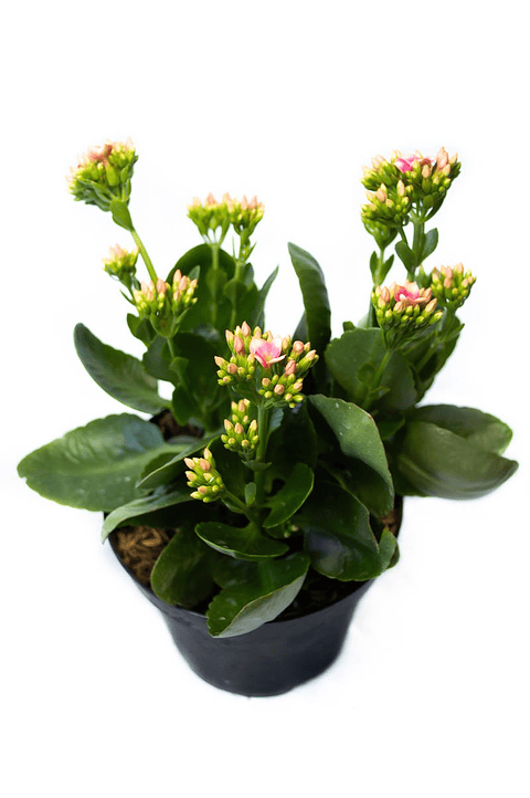 Kalanchoe  En Maceta Tipo Vivero + Sustrato