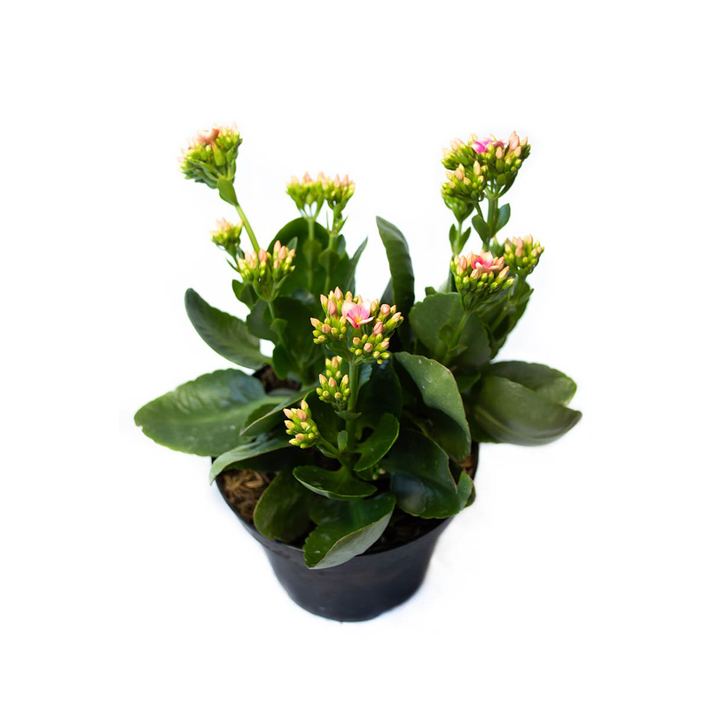 Kalanchoe  En Maceta Tipo Vivero + Sustrato 2