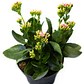 Kalanchoe  En Maceta Tipo Vivero + Sustrato - Miniatura 2