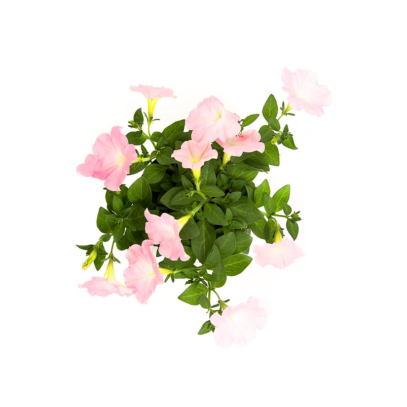 Petunia Planta Natural Ornamental mas sustrato 1