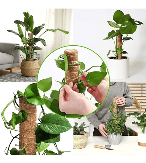 Soporte En Musgo Coco Plantas Trepadoras x4 unidades más 10 herramientas