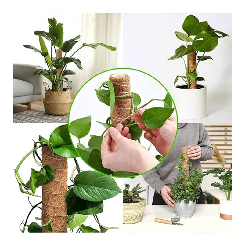 Soporte En Musgo Coco Plantas Trepadoras x4 unidades más 10 herramientas 2