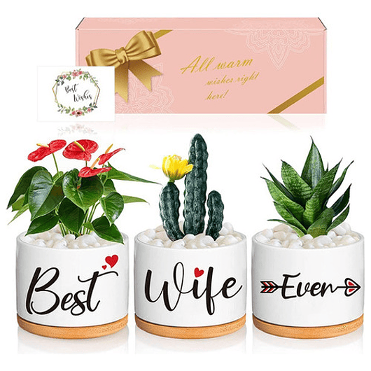 Juego Macetas Cerámica Cactus Suculentas X3unid 9cm Diametro 1