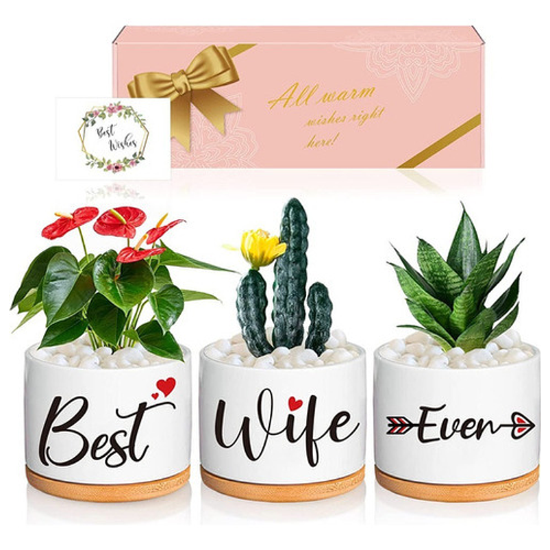 Juego Macetas Cerámica Cactus Suculentas X3unid 9cm Diametro 1