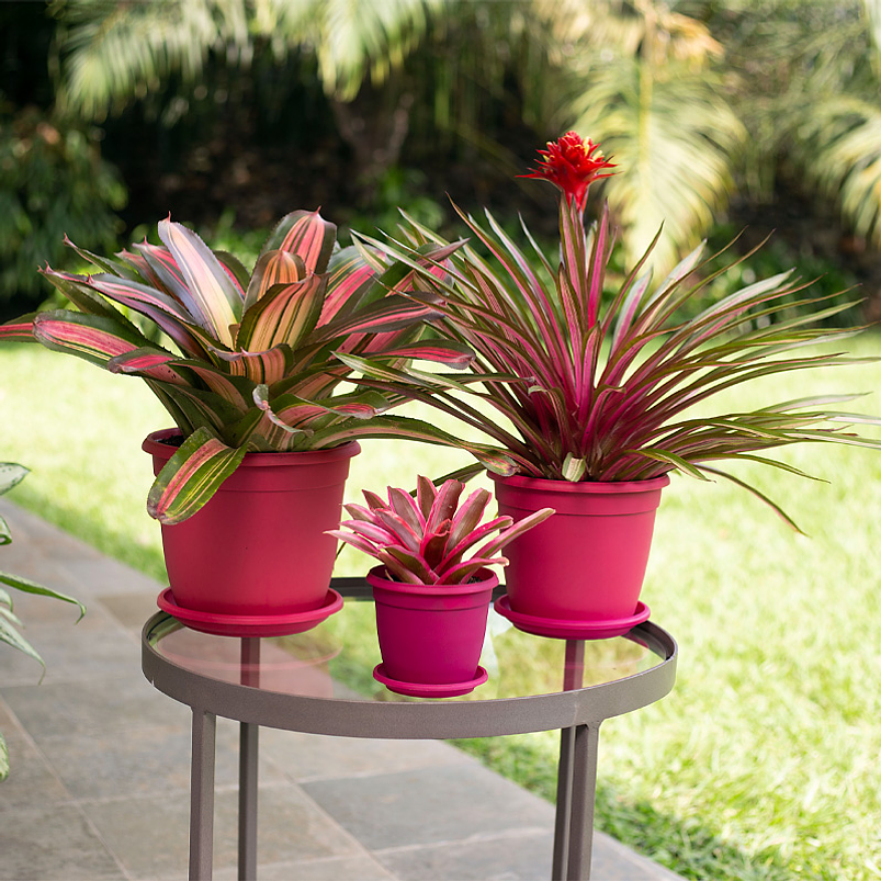 Maceta Plantas Redonda Plástica 18cm Diámetro x15cm Alto Más Plato 9