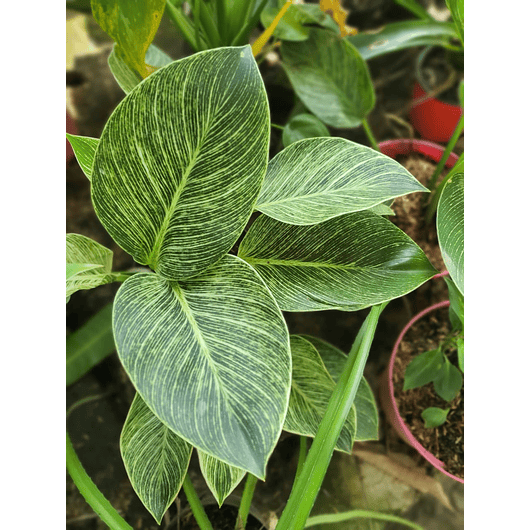 Filodrendo Birkin Más Sustrato Orgánico Más Maceta Vivero 1