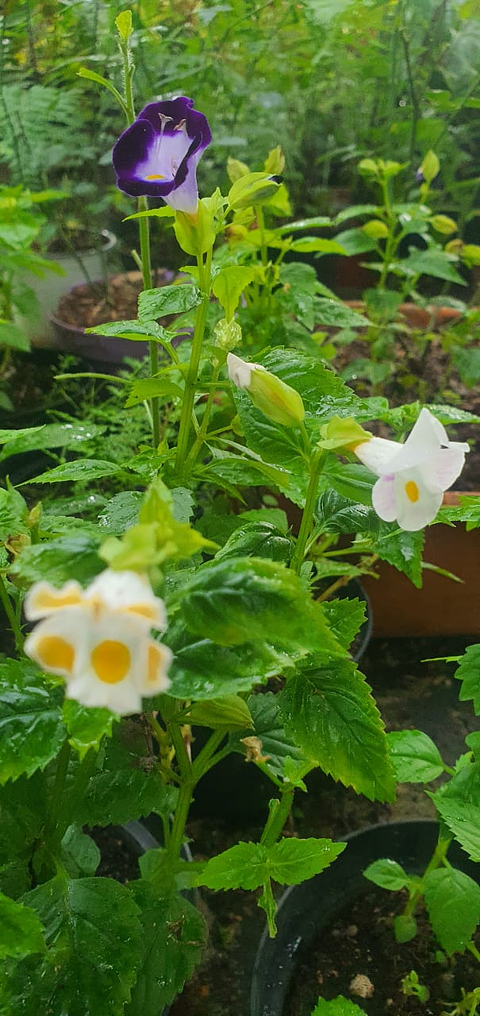 Torenias Más Sustrato Orgánico Más Maceta Vivero