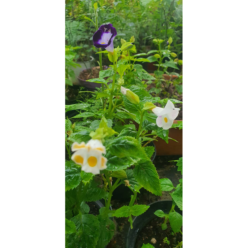 Torenias Más Sustrato Orgánico Más Maceta Vivero 2