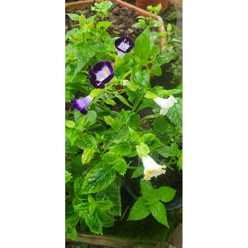 Torenias Más Sustrato Orgánico Más Maceta Vivero 3