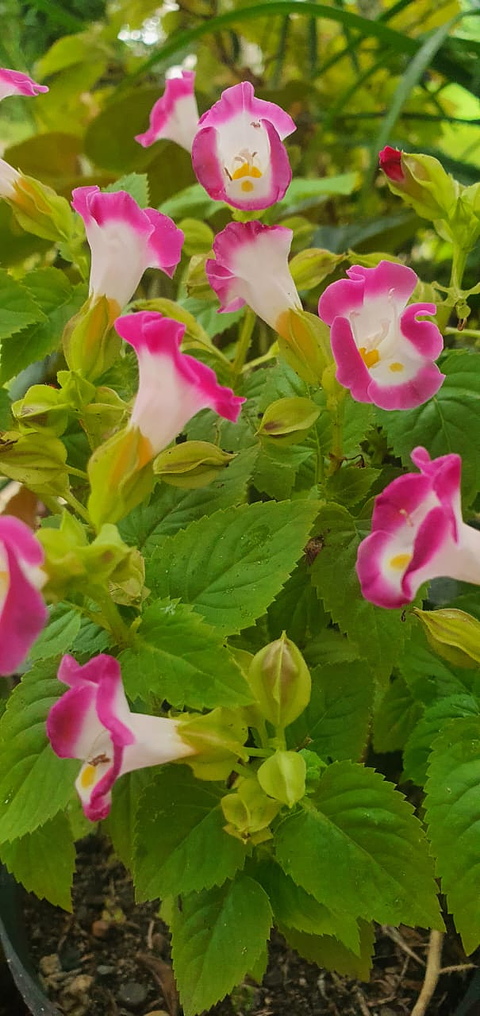 Torenias Más Sustrato Orgánico Más Maceta Vivero