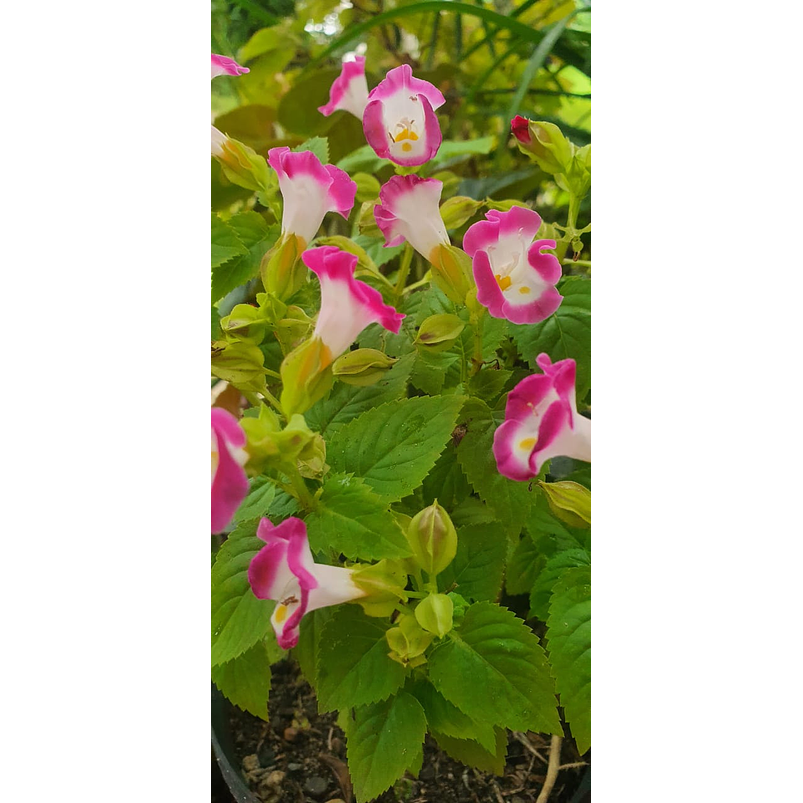Torenias Más Sustrato Orgánico Más Maceta Vivero 1